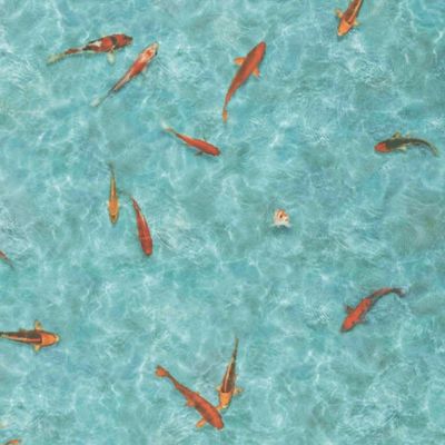 Sol vinyle Textile - effet poisson Koï japonais - 4m x 8m