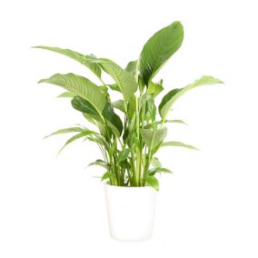 Spathiphyllum 21cm avec cache pot blanc