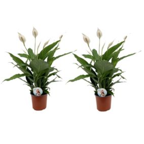 Spathiphyllum Lima 'lys de la paix' - Set de 2 - Pot 17cm - Hauteur 60-75cm