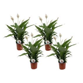 Spathiphyllum Lima 'lys de la paix' - Set de 4 - Pot 17cm - Hauteur 60-75cm