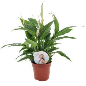 Spathiphyllum 'Lys de la paix' - Pot 12cm - Hauteur 30-45cm