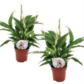 Spathiphyllum 'lys de la paix' - Set de 2 - Pot 12cm - Hauteur 30-40cm