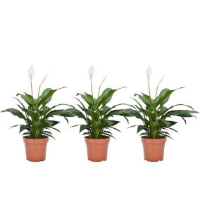 Spathiphyllum 'lys de la paix' - Set de 3 - Pot 12cm - Hauteur 30-40cm