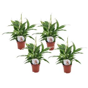 Spathiphyllum 'lys de la paix' - Set de 4 - Pot 12cm - Hauteur 30-40cm