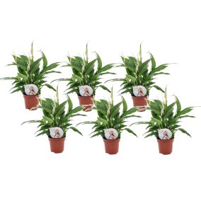 Spathiphyllum 'lys de la paix' - Set de 6 - Pot 12cm - Hauteur 30-40cm