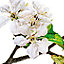 Sticker vitres XL Cerisier blanc