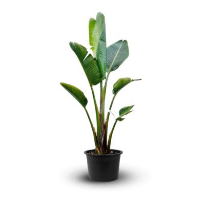 Strelitzia augusta - alba - oiseau de paradis blanc- plante méditerranéenne - hauteur 100-110 cm - diamètre 24 cm -