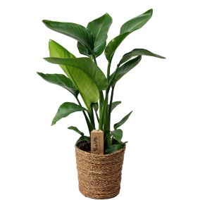 Strelitzia Nicolai - Plante Oiseau de Paradis - Pot 17cm - Hauteur 55-70cm