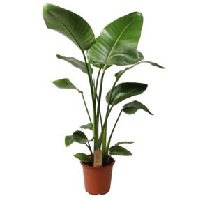 Strelitzia Nicolai - Plante Oiseau de Paradis - Pot 21cm - Hauteur 90-110cm