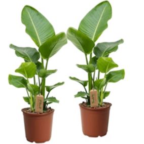 Strelitzia Nicolai Plante Oiseau de Paradis - Set de 2 - Pot17cm - Hauteur 55-70cm