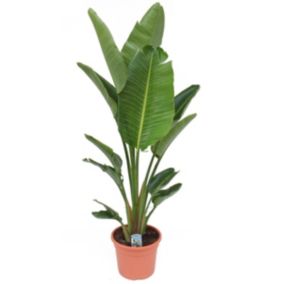 Strelitzia Nicolai XXL - Plante oiseau de paradis - Pot 28cm - Hauteur 150-170cm