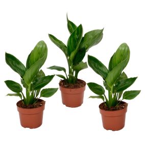 Strelitzia Reginea plante Oiseau de Paradis - Set de 3 - Pot9cm - Hauteur 25-40cm