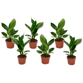 Strelitzia Reginea plante Oiseau de Paradis - Set de 6 - Pot9cm - Hauteur 25-40cm