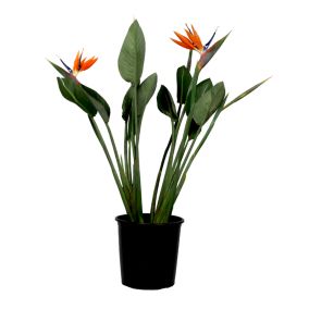 Strelitzia Reginea - Plante oiseau du paradis -  Pot27cm - Hauteur 80-100cm