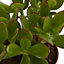 Succulente Arbre de Jade Crassula ovata 12cm