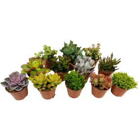 Succulentes - Mélange de 12 - Pot 5,5cm - Hauteur 5-10cm