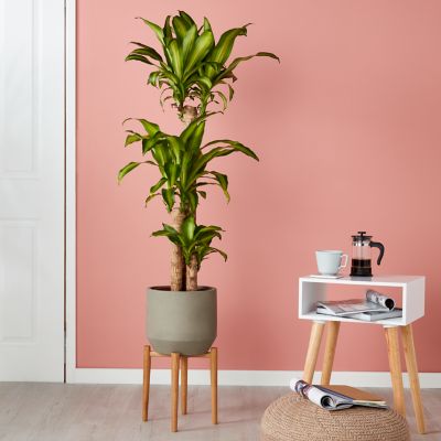 Support de pot pour plantes bois 24 cm GoodHome