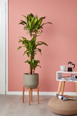 Support de pot pour plantes bois 24 cm GoodHome