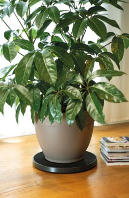 Fasomoov Lot De 3 Supports Ronds Avec Roulettes Pour Pots De Fleurs - Noir 30cm - Mobile Et Pratique