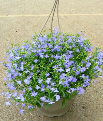 Suspension plante Lobelia mix 6L