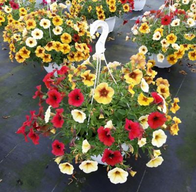 Suspension plante Petchoa Beautical 6L