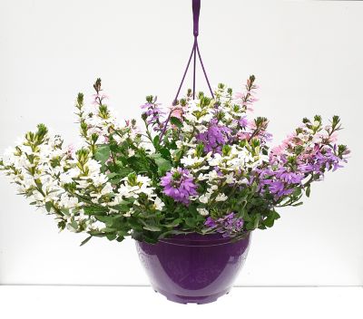 Suspension plante Trio Scaevolas 6L
