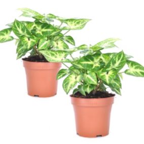 Syngonium 'Pixie' - Set de 2 - Plante fléchée - Pot 12cm - Hauteur 25-40cm