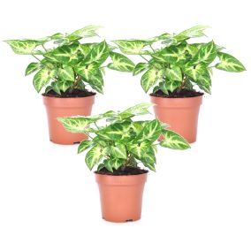 Syngonium 'Pixie' - Set de 3 - Plante fléchée - Pot 12cm - Hauteur 25-40cm