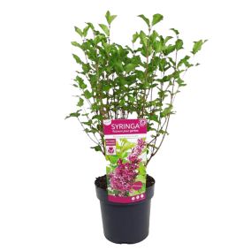 Syringa 'Bloomerang' Violet foncé - Lilas - Arbuste - Pot19 cm - Hauteur 55-65 cm