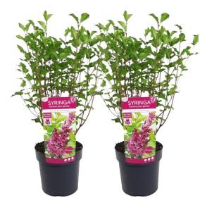 Syringa 'Bloomerang' violet foncé - Lot de 2 - Arbuste - Pot19cm - H55-65cm