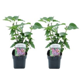 Syringa vulgaris Michel Buchner - x2 - Lilas commun - Pot 17cm - Hauteur 25-40cm