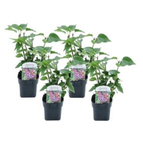 Syringa vulgaris Michel Buchner - x4 - Lilas commun - Pot 17cm - Hauteur 25-40cm