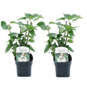 Syringa vulgaris Mme Lemoine - x2 - Lilas commun - Pot 17cm - Hauteur 25-40cm