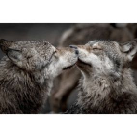 Tableau sur toile bisou de loups 65x97 cm Fabriqué en France