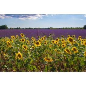 Tableau sur toile champ de tournesols en provence 65x97 cm - Fabriqué en France