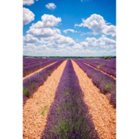 Tableau sur toile champs de valensole 30x45 cm - Fabriqué en France