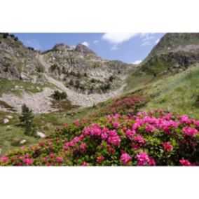 Tableau sur toile flore hautes-pyrénées 30x45 cm - Fabriqué en France