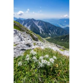 Tableau sur toile flore massif hautes-pyrénées 30x45 cm - Fabriqué en France