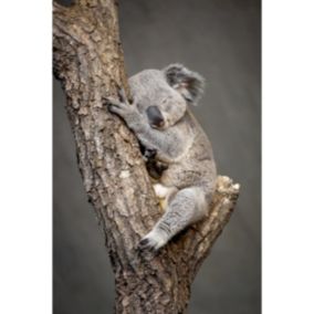 Tableau sur toile koala endormi 30x45 cm - Fabriqué en France