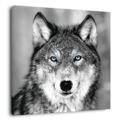Serviette De Plage Géante Loup Aux Yeux Bleus – 80x130 Cm – Microfibre Ultra-absorbante Et Douce - 7