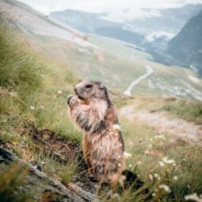 Tableau sur toile marmotte 30x30 cm - Fabriqué en France