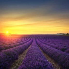 Tableau sur toile plateau de valensole 65x65 cm - Fabriqué en France