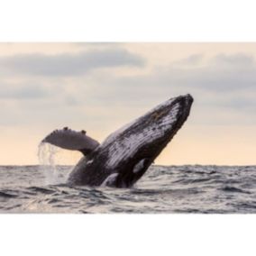 Tableau sur toile saut de baleine 65x97 cm - Fabriqué en France