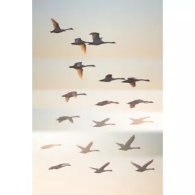 Tableau sur toile sauvage birds Ceanothe L.65 x l.45 cm