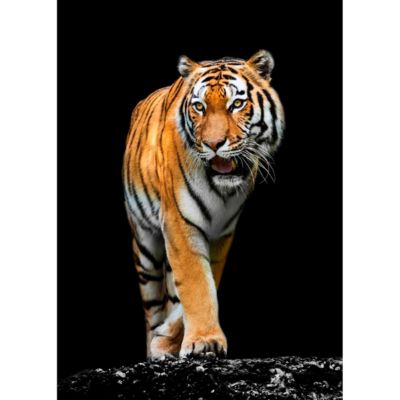 Tableau sur toile tigre précieux 30x45 cm Fabriqué en France