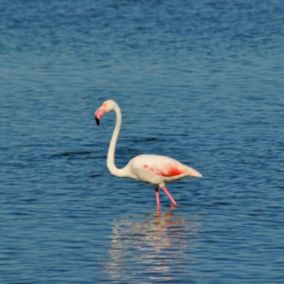 Tableau sur verre jolie flamant rose 45x45 cm - Fabriqué en France