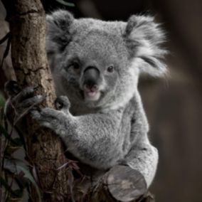 Tableau sur verre koala 45x45 cm - Fabriqué en France