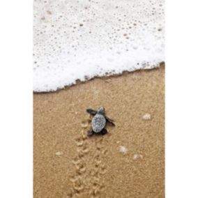 Tableau sur verre synthétique tortue de mer 65x97 cm - Fabriqué en France