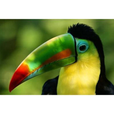 Tableau sur verre synthétique toucan multicolore 80x120 cm Fabriqué en France