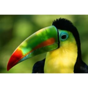 Tableau sur verre synthétique toucan multicolore 80x120 cm - Fabriqué en France